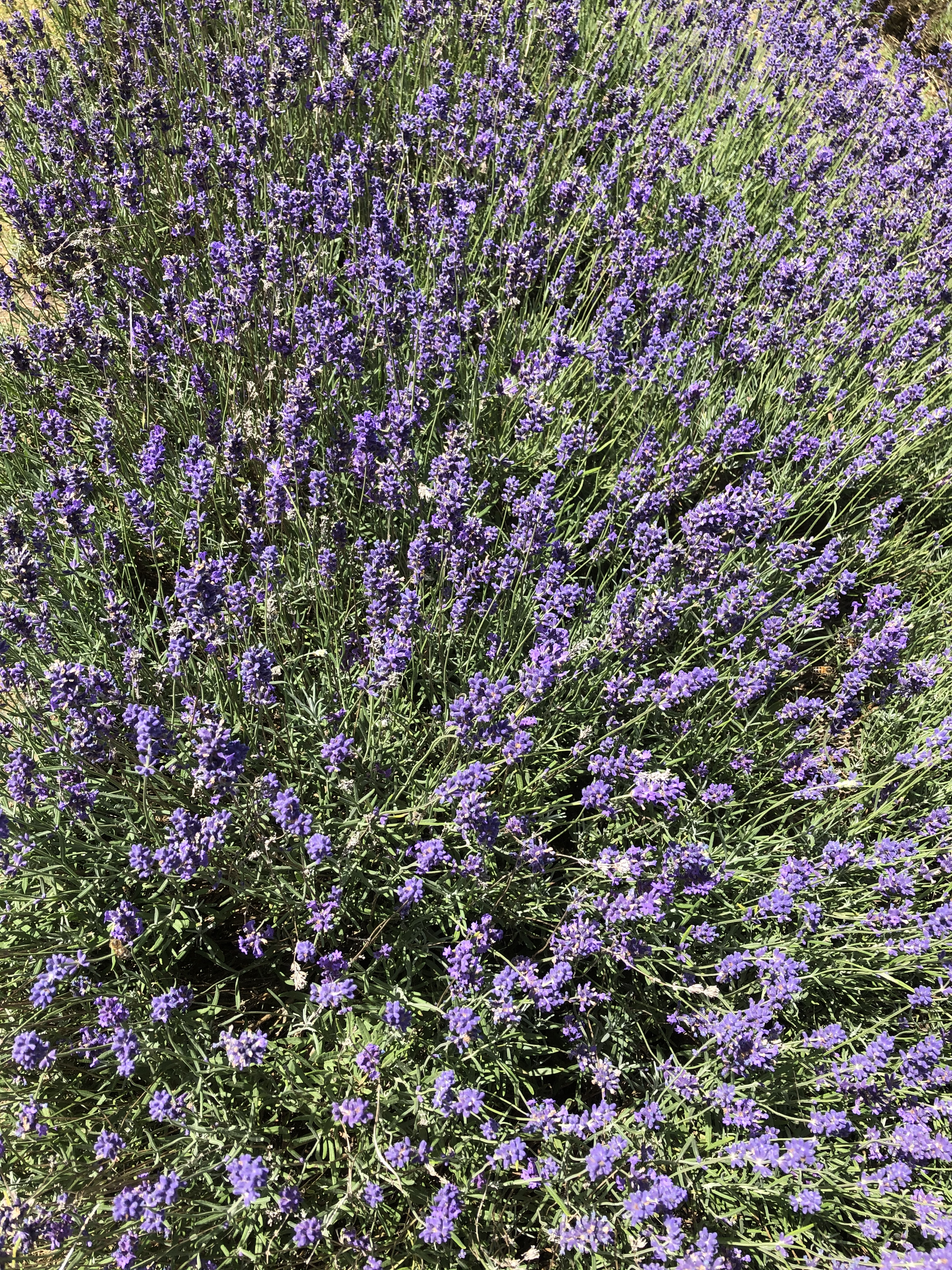 Wild lavender with purple buds